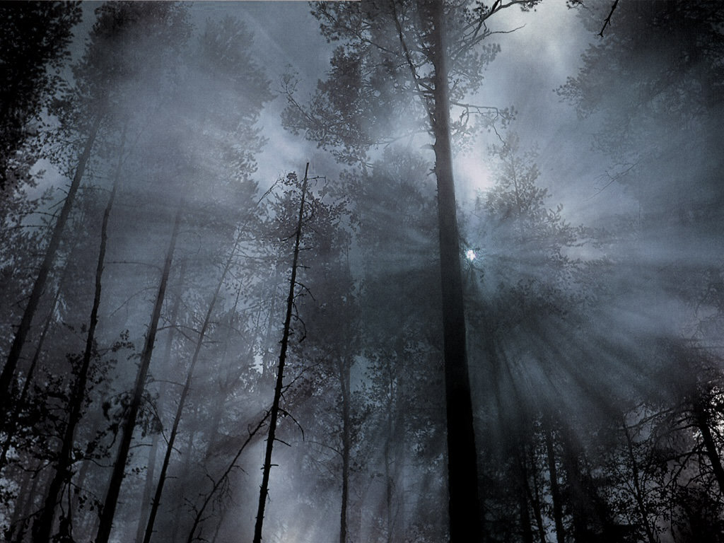 Foggy forest