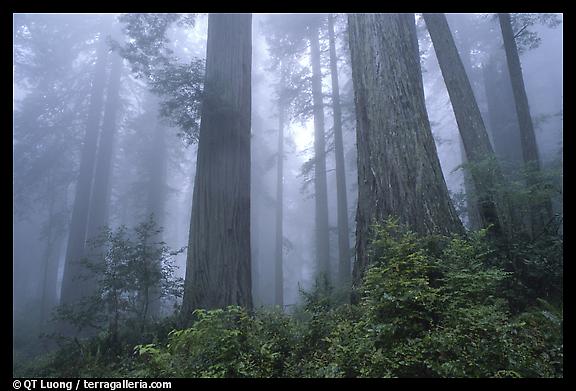 Second foggy forest